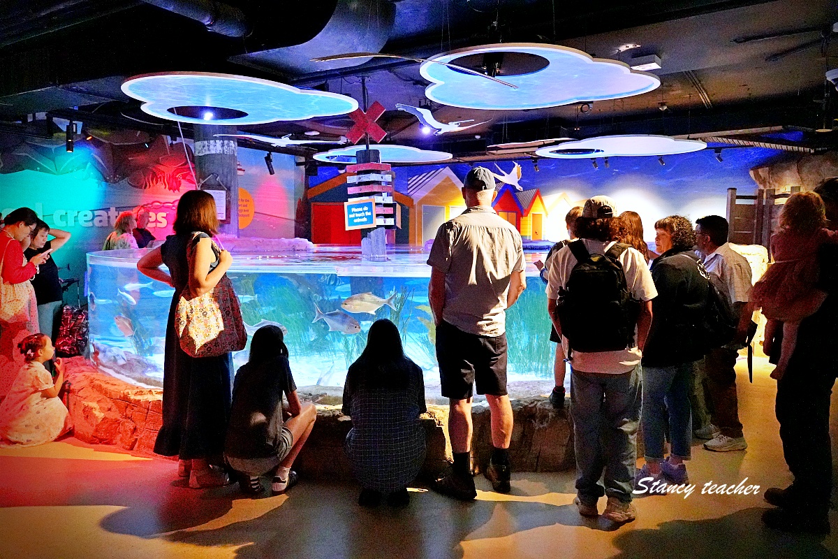 墨爾本水族館攻略｜SEA LIFE Melbourne Aquarium 門票、企鵝館、章魚近距離觀察與親子互動體驗