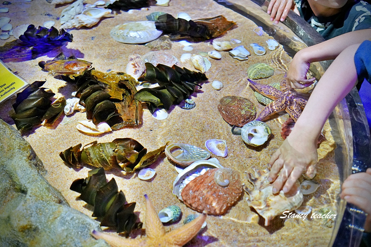 墨爾本水族館攻略|SEA LIFE Melbourne Aquarium 門票、企鵝館、章魚近距離觀察與親子互動體驗 墨爾本水族館攻略|SEA LIFE Melbourne Aquarium 門票、企鵝館、章魚近距離觀察與親子互動體驗