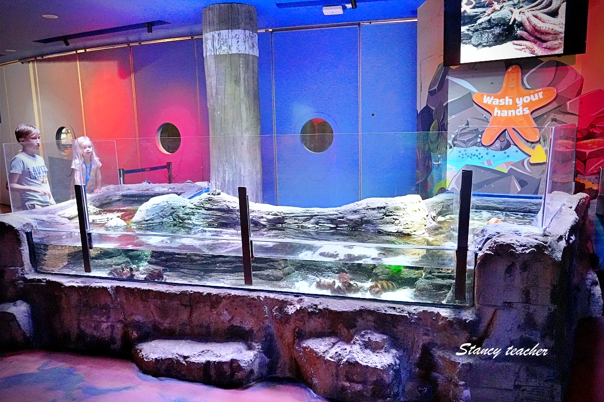 墨爾本水族館攻略|SEA LIFE Melbourne Aquarium 門票、企鵝館、章魚近距離觀察與親子互動體驗 墨爾本水族館攻略|SEA LIFE Melbourne Aquarium 門票、企鵝館、章魚近距離觀察與親子互動體驗