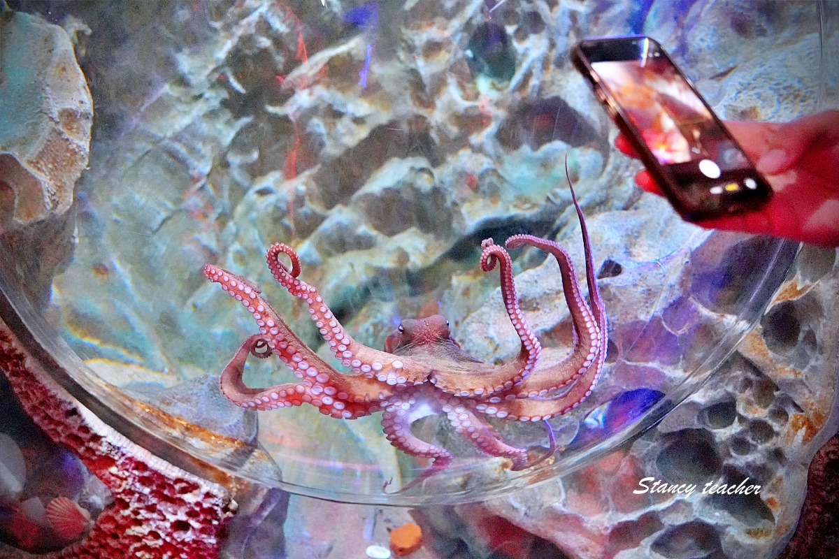 墨爾本水族館攻略|SEA LIFE Melbourne Aquarium 門票、企鵝館、章魚近距離觀察與親子互動體驗 墨爾本水族館攻略|SEA LIFE Melbourne Aquarium 門票、企鵝館、章魚近距離觀察與親子互動體驗