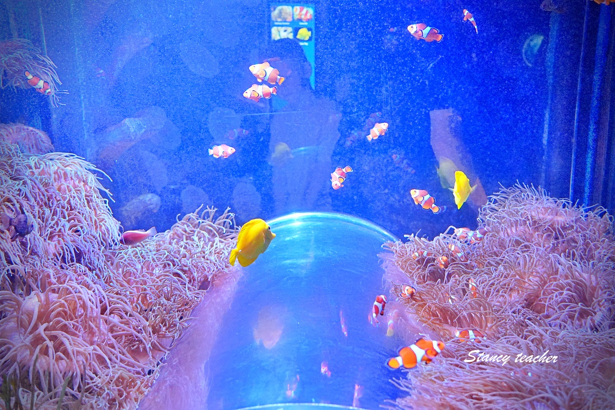 墨爾本水族館攻略|SEA LIFE Melbourne Aquarium 門票、企鵝館、章魚近距離觀察與親子互動體驗 墨爾本水族館攻略|SEA LIFE Melbourne Aquarium 門票、企鵝館、章魚近距離觀察與親子互動體驗