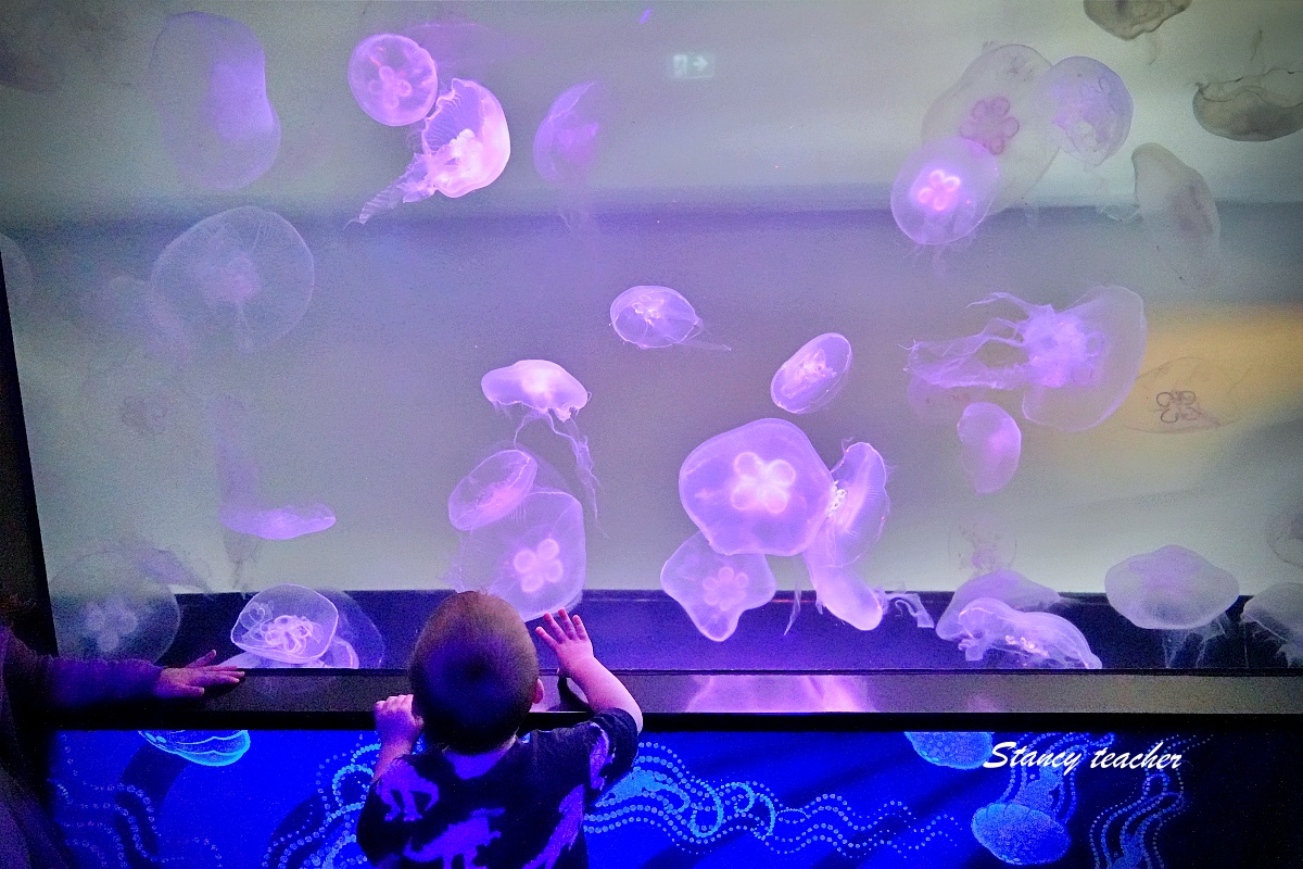 墨爾本水族館攻略｜SEA LIFE Melbourne Aquarium 門票、企鵝館、章魚近距離觀察與親子互動體驗