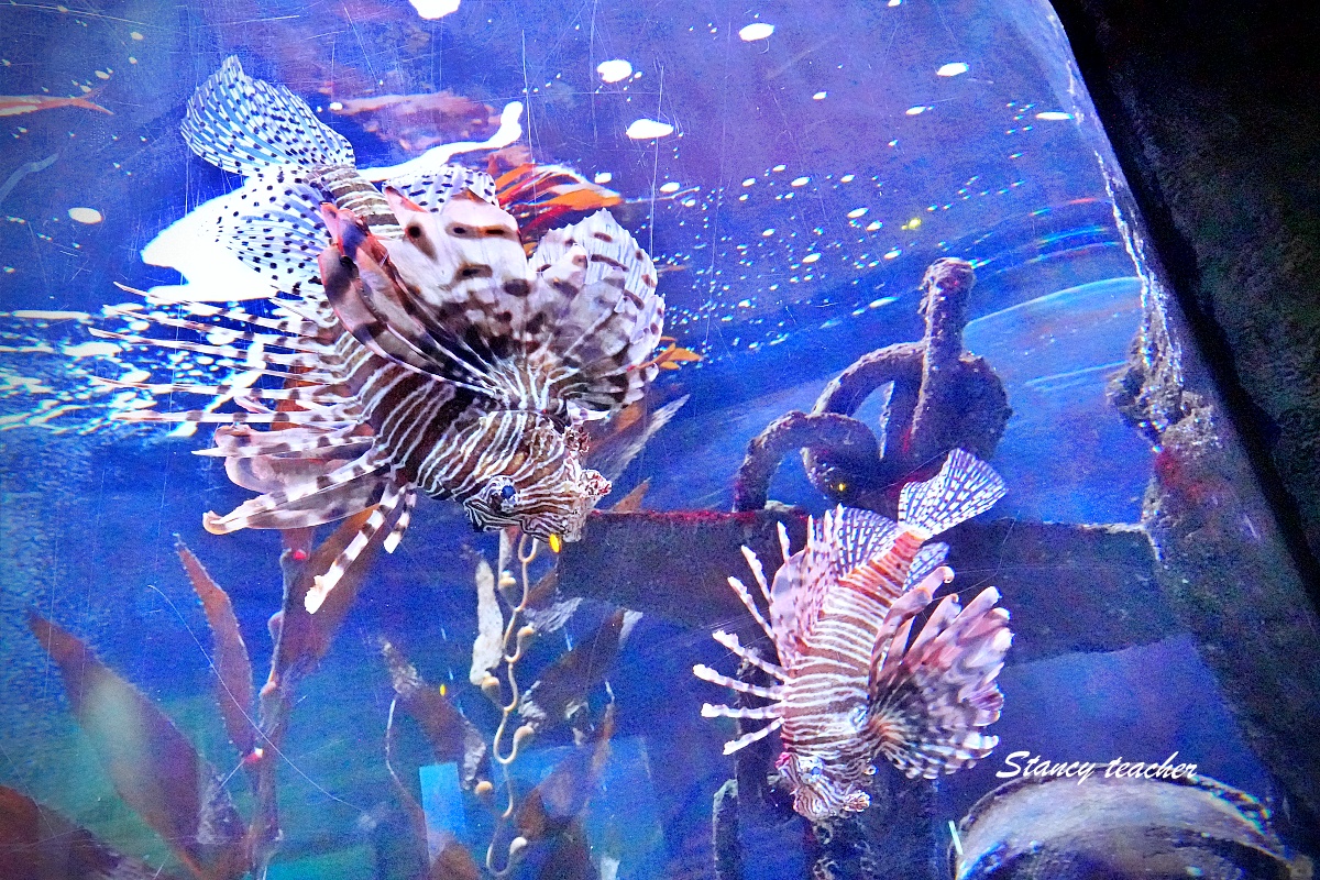 墨爾本水族館攻略|SEA LIFE Melbourne Aquarium 門票、企鵝館、章魚近距離觀察與親子互動體驗 墨爾本水族館攻略|SEA LIFE Melbourne Aquarium 門票、企鵝館、章魚近距離觀察與親子互動體驗