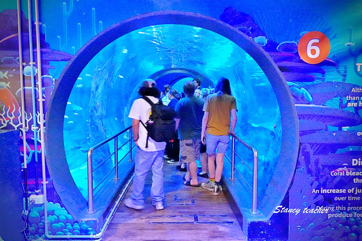墨爾本水族館攻略｜SEA LIFE Melbourne Aquarium 門票、企鵝館、章魚近距離觀察與親子互動體驗