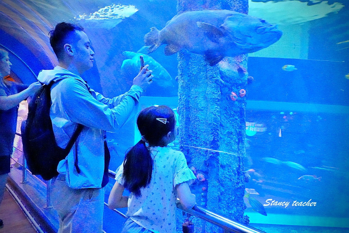 墨爾本水族館攻略｜SEA LIFE Melbourne Aquarium 門票、企鵝館、章魚近距離觀察與親子互動體驗