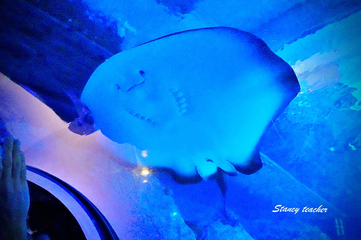 墨爾本水族館攻略|SEA LIFE Melbourne Aquarium 門票、企鵝館、章魚近距離觀察與親子互動體驗 墨爾本水族館攻略|SEA LIFE Melbourne Aquarium 門票、企鵝館、章魚近距離觀察與親子互動體驗