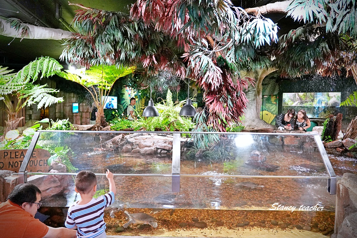 墨爾本水族館攻略｜SEA LIFE Melbourne Aquarium 門票、企鵝館、章魚近距離觀察與親子互動體驗