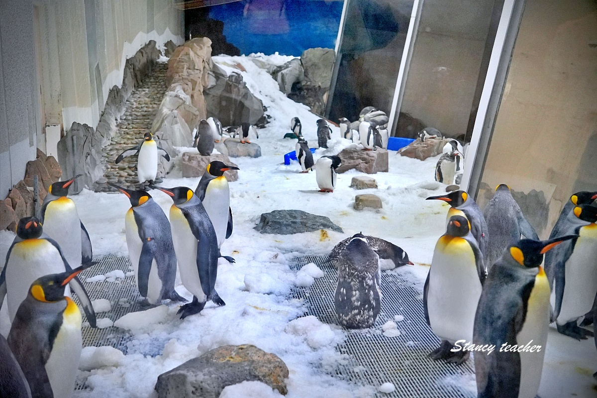 墨爾本水族館攻略|SEA LIFE Melbourne Aquarium 門票、企鵝館、章魚近距離觀察與親子互動體驗 墨爾本水族館攻略|SEA LIFE Melbourne Aquarium 門票、企鵝館、章魚近距離觀察與親子互動體驗