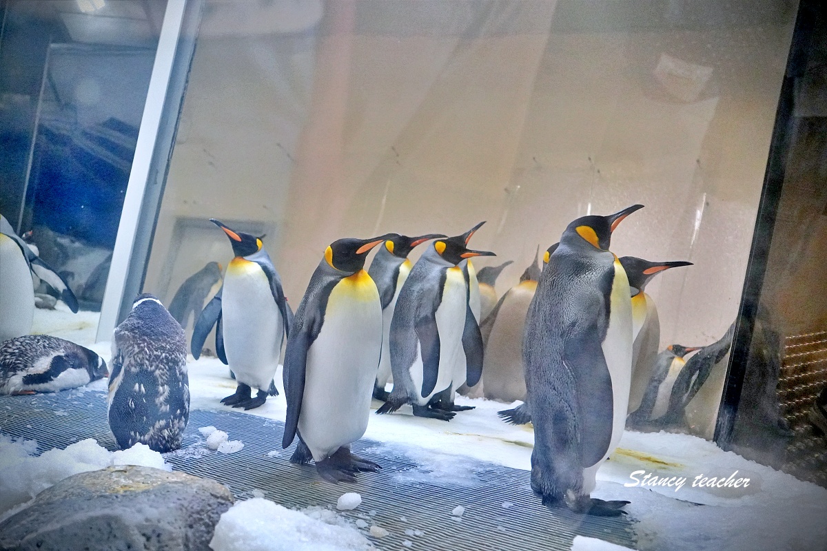 墨爾本水族館攻略|SEA LIFE Melbourne Aquarium 門票、企鵝館、章魚近距離觀察與親子互動體驗 墨爾本水族館攻略|SEA LIFE Melbourne Aquarium 門票、企鵝館、章魚近距離觀察與親子互動體驗