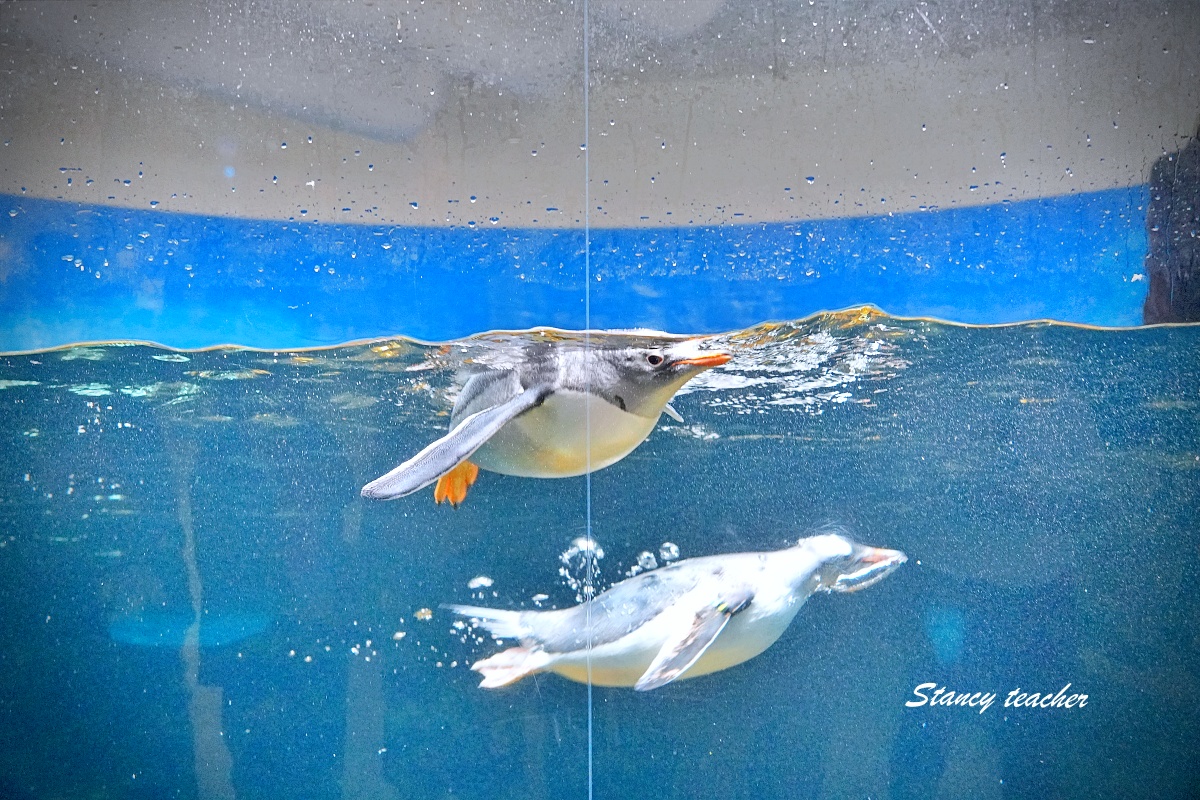 墨爾本水族館攻略｜SEA LIFE Melbourne Aquarium 門票、企鵝館、章魚近距離觀察與親子互動體驗