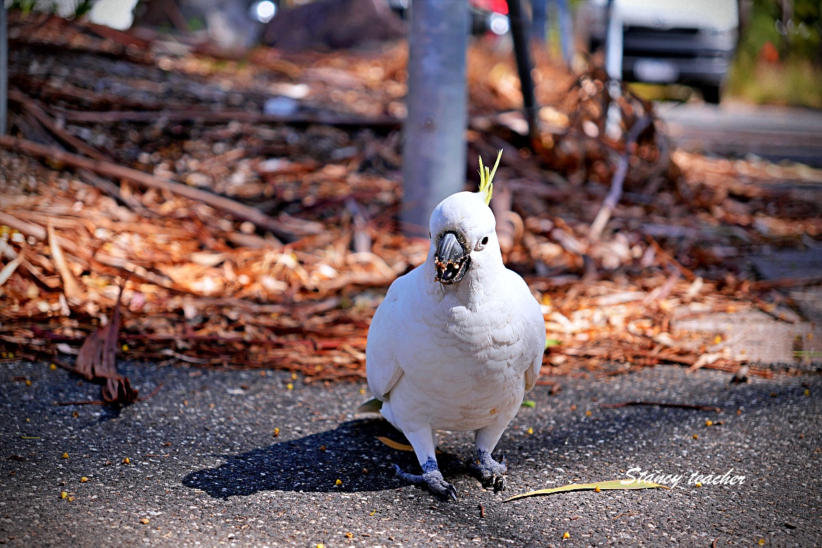 墨爾本格蘭坪國家公園一日遊｜Grampians National Park 壯麗山谷與野生動物體驗