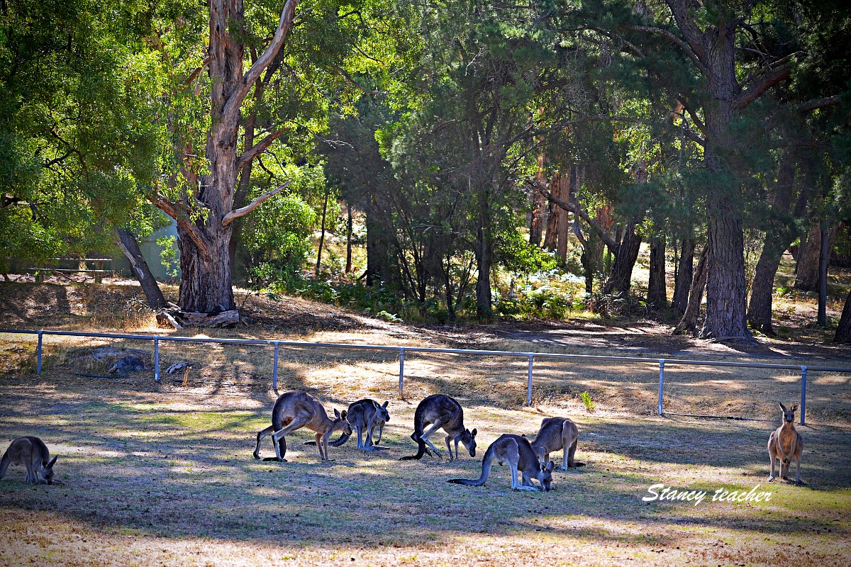墨爾本格蘭坪國家公園一日遊｜Grampians National Park 壯麗山谷與野生動物體驗