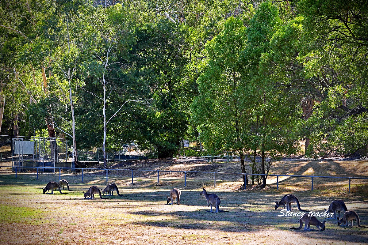 墨爾本格蘭坪國家公園一日遊｜Grampians National Park 壯麗山谷與野生動物體驗