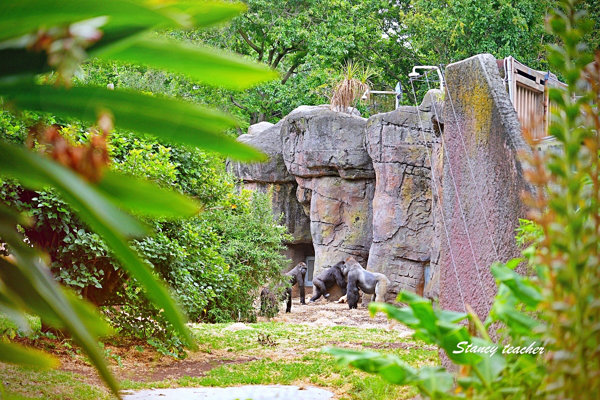 澳洲親子自由行必訪！墨爾本動物園 Melbourne Zoo 全攻略：絕美蝴蝶園、超萌丁狗、長頸鹿零死角合影神位大公開