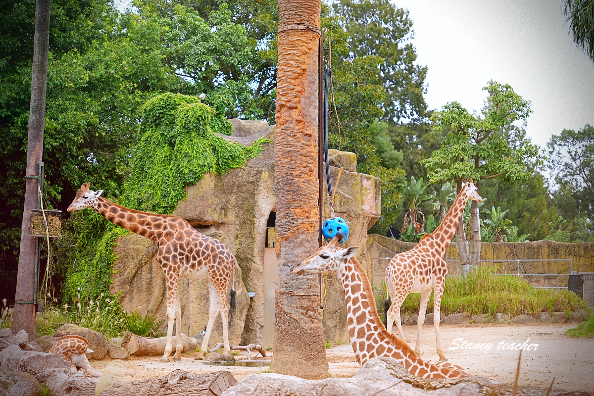澳洲親子自由行必訪!墨爾本動物園 Melbourne Zoo 全攻略:絕美蝴蝶園、超萌丁狗、長頸鹿零死角合影神位大公開 澳洲親子自由行必訪!墨爾本動物園 Melbourne Zoo 全攻略:絕美蝴蝶園、超萌丁狗、長頸鹿零死角合影神位大公開