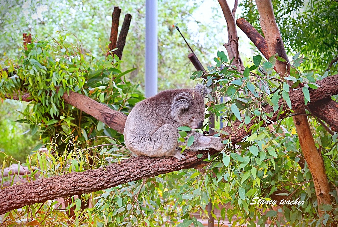 澳洲親子自由行必訪!墨爾本動物園 Melbourne Zoo 全攻略:絕美蝴蝶園、超萌丁狗、長頸鹿零死角合影神位大公開 澳洲親子自由行必訪!墨爾本動物園 Melbourne Zoo 全攻略:絕美蝴蝶園、超萌丁狗、長頸鹿零死角合影神位大公開