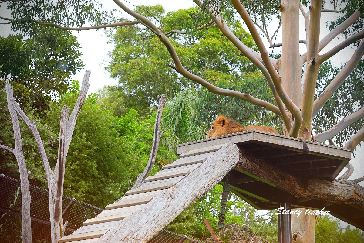澳洲親子自由行必訪！墨爾本動物園 Melbourne Zoo 全攻略：絕美蝴蝶園、超萌丁狗、長頸鹿零死角合影神位大公開