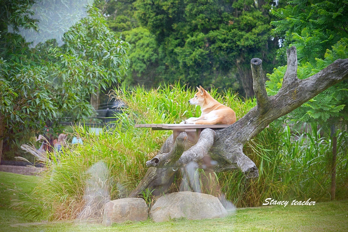 澳洲親子自由行必訪!墨爾本動物園 Melbourne Zoo 全攻略:絕美蝴蝶園、超萌丁狗、長頸鹿零死角合影神位大公開 澳洲親子自由行必訪!墨爾本動物園 Melbourne Zoo 全攻略:絕美蝴蝶園、超萌丁狗、長頸鹿零死角合影神位大公開
