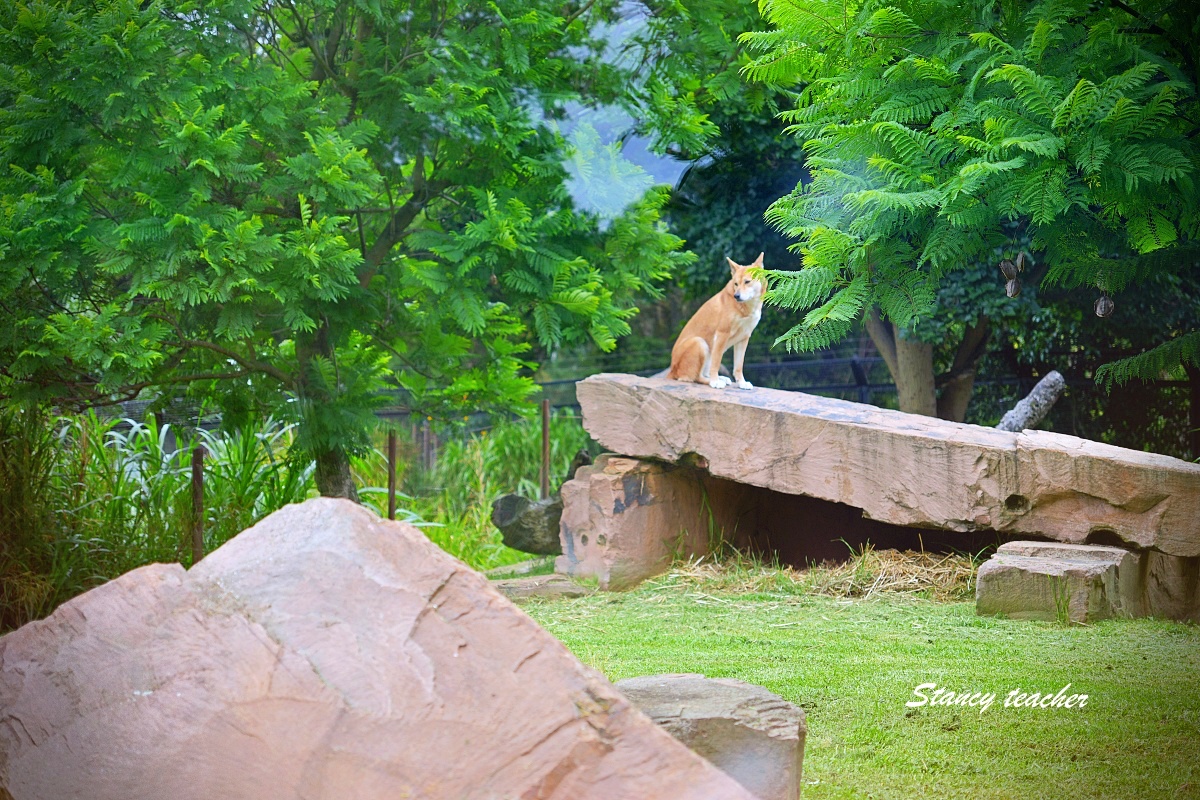 澳洲親子自由行必訪！墨爾本動物園 Melbourne Zoo 全攻略：絕美蝴蝶園、超萌丁狗、長頸鹿零死角合影神位大公開