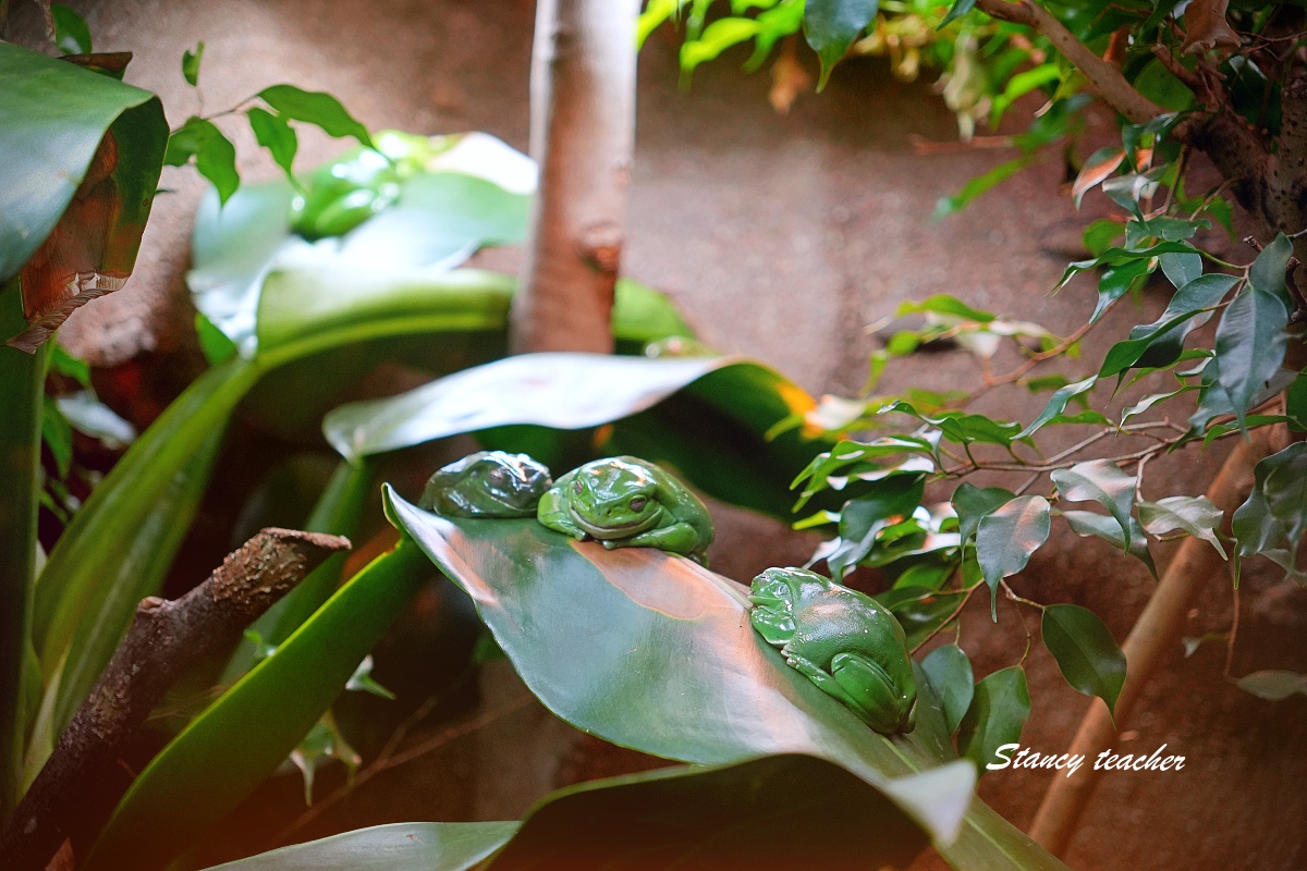 澳洲親子自由行必訪！墨爾本動物園 Melbourne Zoo 全攻略：絕美蝴蝶園、超萌丁狗、長頸鹿零死角合影神位大公開