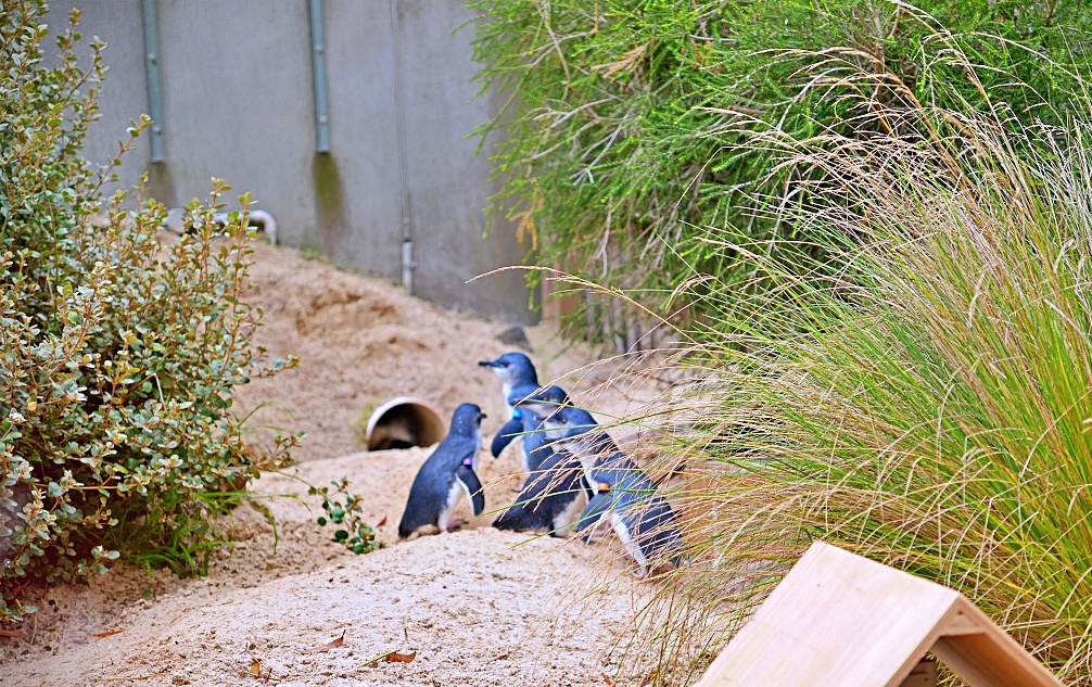 澳洲親子自由行必訪！墨爾本動物園 Melbourne Zoo 全攻略：絕美蝴蝶園、超萌丁狗、長頸鹿零死角合影神位大公開