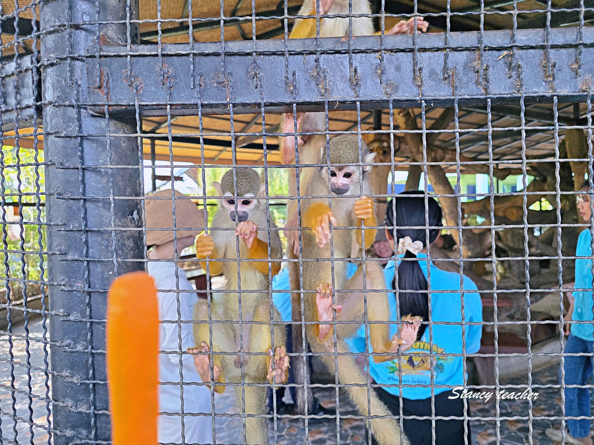 泰國大城動物園 Sriayuthaya Lion Park｜曼谷近郊親子景點，長頸鹿互動、卡皮巴拉餵食、票價交通攻略