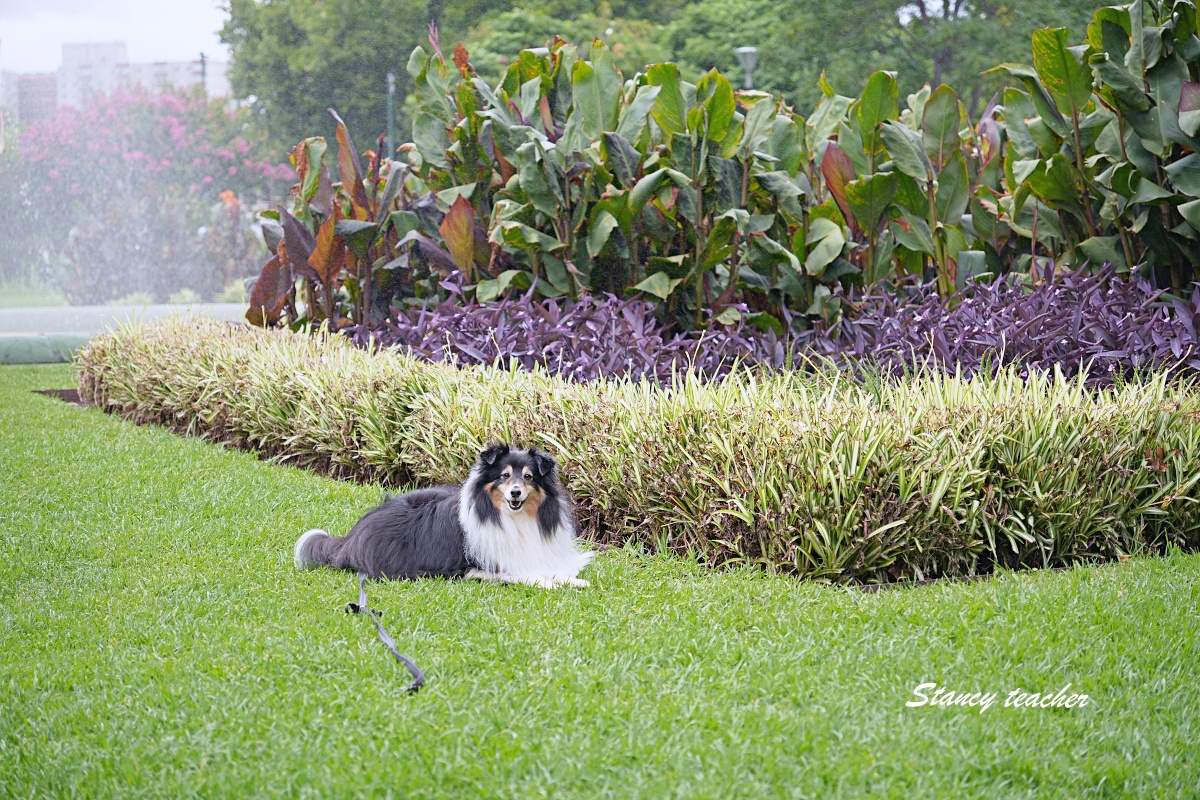 墨爾本市區景點推薦｜Carlton Gardens 卡爾頓花園、皇家展覽館、墨爾本博物館親子散步懶人包