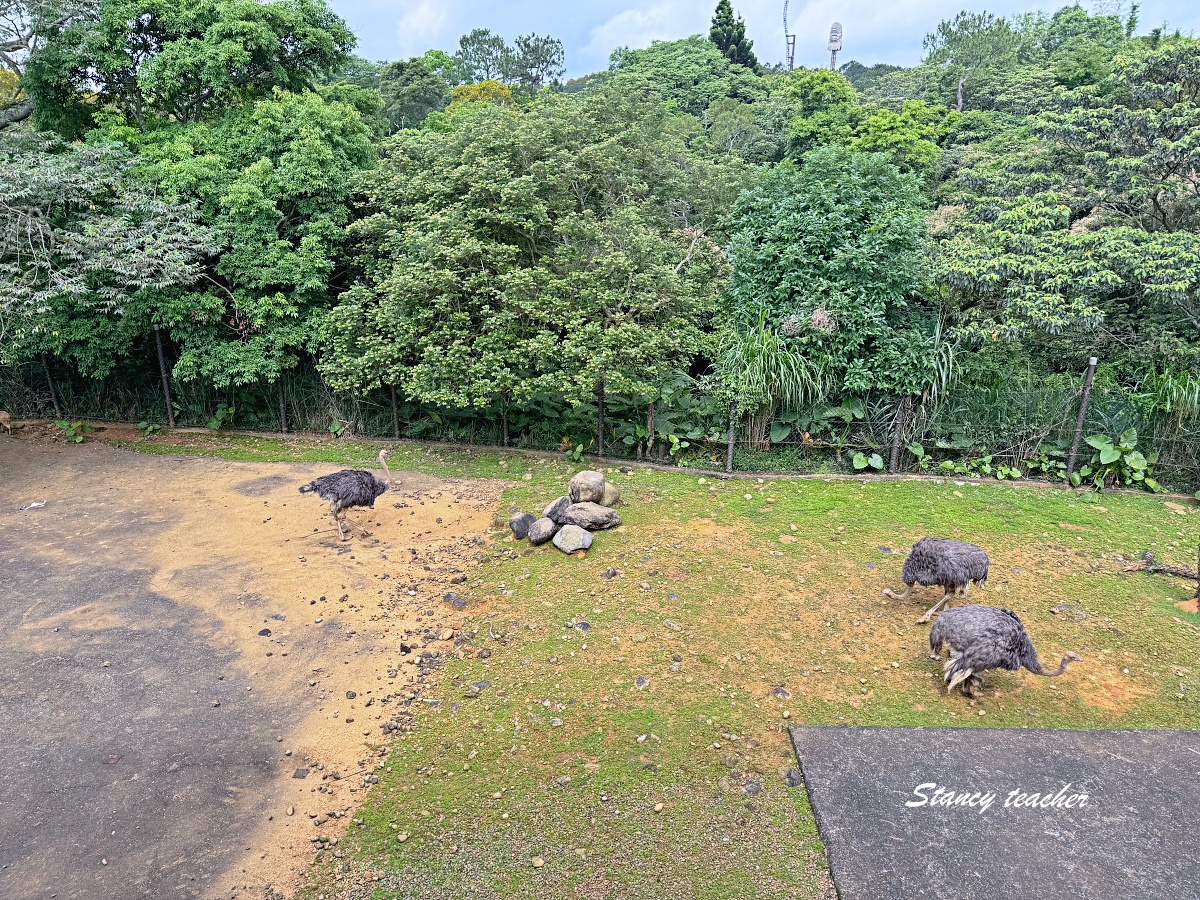 關西六福莊生態度假旅館住宿心得｜陽台看動物、肯亞綠地樓中樓房，親子入住六福村最方便
