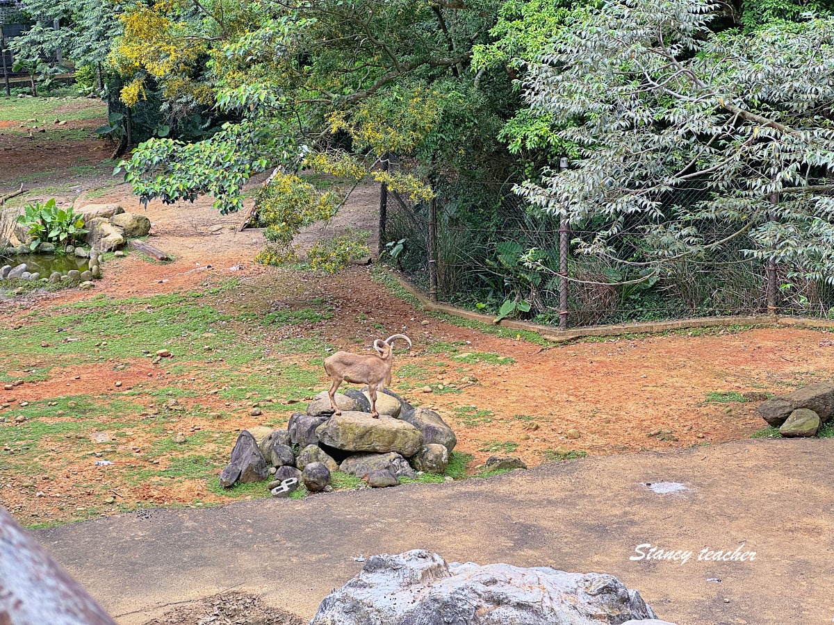 關西六福莊生態度假旅館住宿心得|陽台看動物、肯亞綠地樓中樓房,親子入住六福村最方便 關西六福莊生態度假旅館住宿心得|陽台看動物、肯亞綠地樓中樓房,親子入住六福村最方便