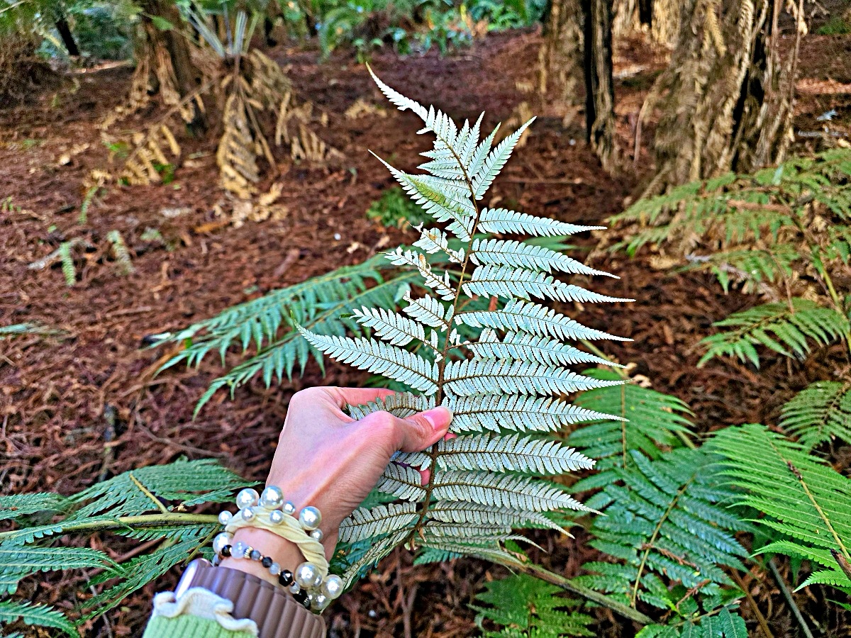 紐西蘭北島景點｜羅托魯瓦紅木森林免費步道攻略，尋找銀蕨、交通停車與拍照景點