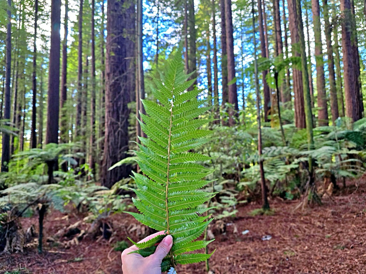 紐西蘭北島景點｜羅托魯瓦紅木森林免費步道攻略，尋找銀蕨、交通停車與拍照景點