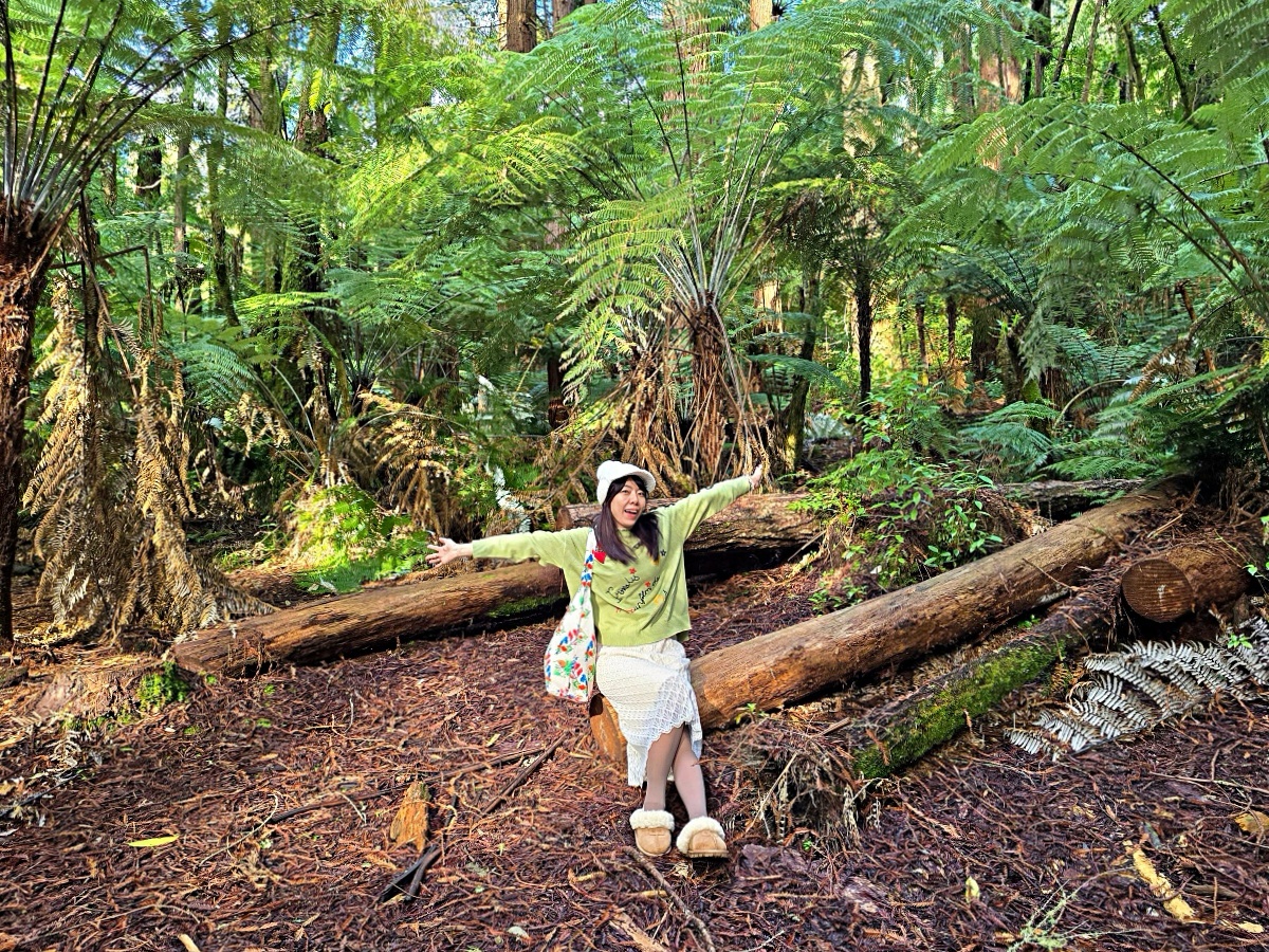 紐西蘭北島景點｜羅托魯瓦紅木森林免費步道攻略，尋找銀蕨、交通停車與拍照景點
