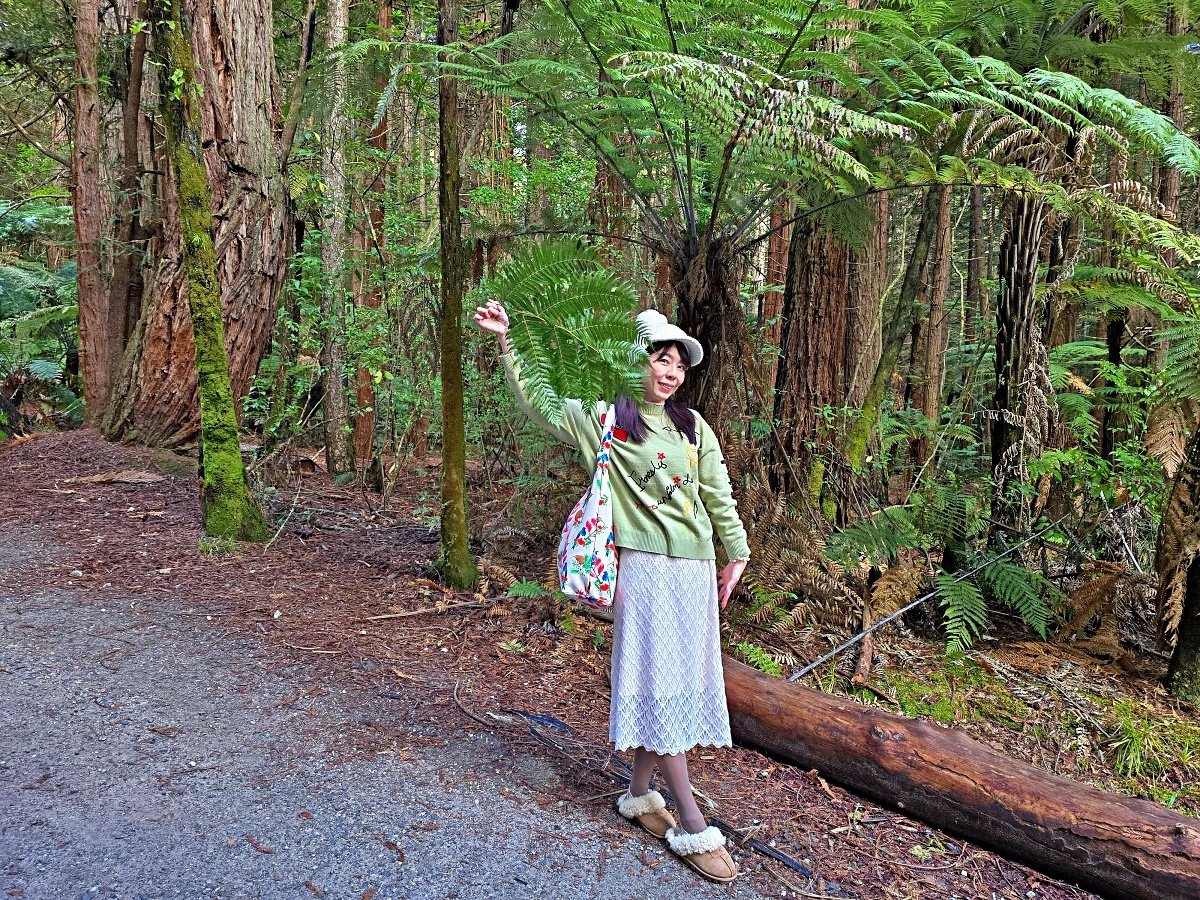 紐西蘭北島景點｜羅托魯瓦紅木森林免費步道攻略，尋找銀蕨、交通停車與拍照景點