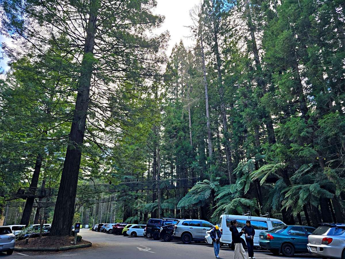 紐西蘭北島景點｜羅托魯瓦紅木森林免費步道攻略，尋找銀蕨、交通停車與拍照景點